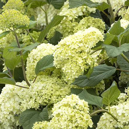 seaside serenade bar harbor hydrangea blooms and green leaves