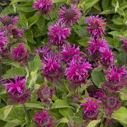 violet purple monarda flowers with bright green leaves