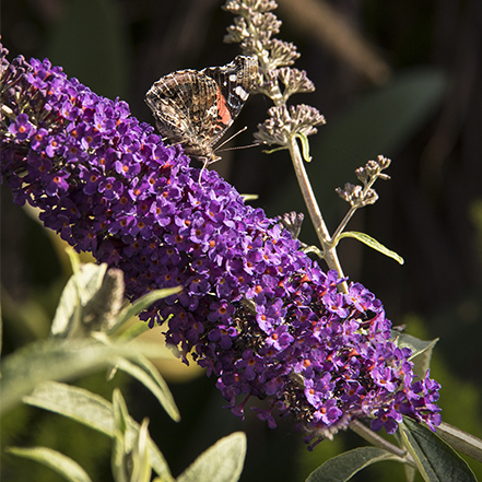 purple blooms on buddleja butterfly bush