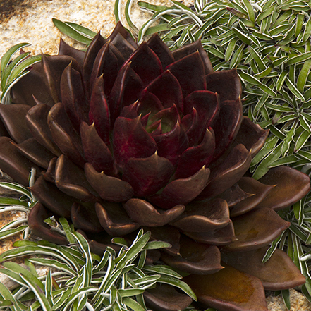 dark purple-black echeveria succulent