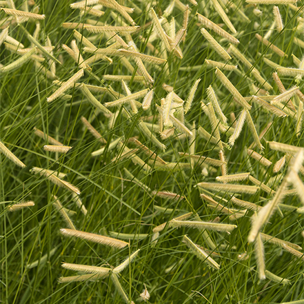 seedheads of Blonde Ambition Blue Grama Grass
