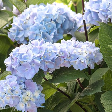 blue hydrange flowers on the Blue Enchantress® Hydrangea