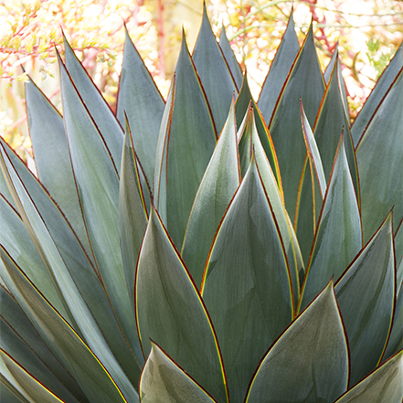 blue glow agave