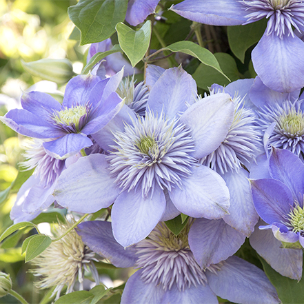 light blue-purple clematis flowers