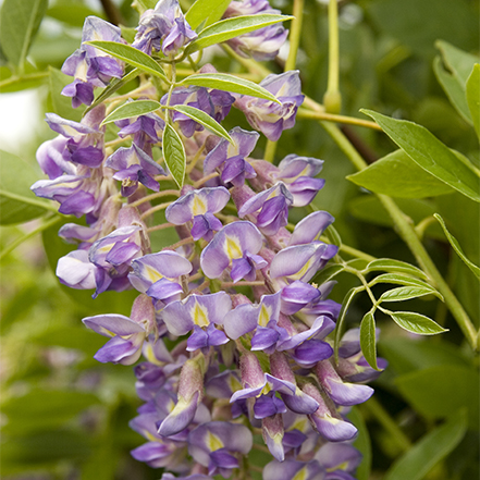 wisteria flowers