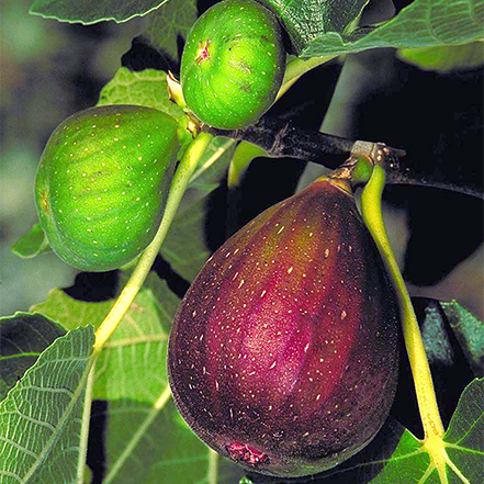 brown-purple fig fruit on edible fig tree