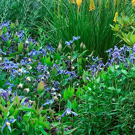 Blue Ribbons Bush Clematis