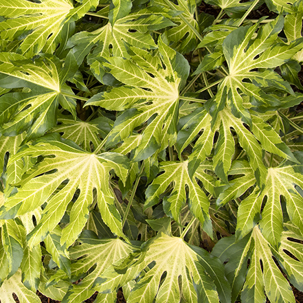 variegated green leaves of japanese aralia