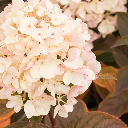pink-tinged white flowers and bronze autum foliage on Candy Apple™ Hydrangea