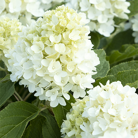 white candy apple hydrangea blooms