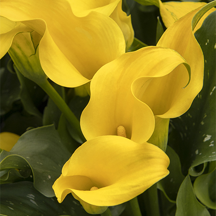 yellow calla lily flowers