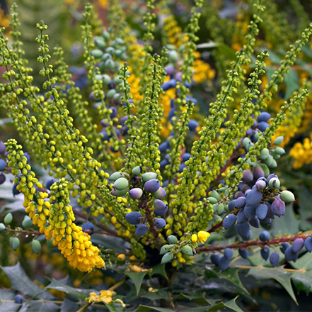 blue mahonia berries held on green shrub that does well in dry shade conditions