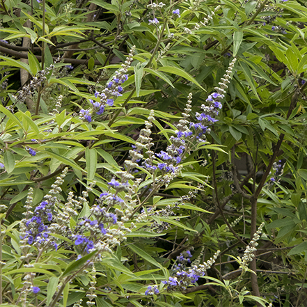 purple chaste tree flowers and green foliage