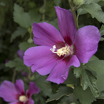 purple-pink rose of sharon flower with dark raspberry colored center