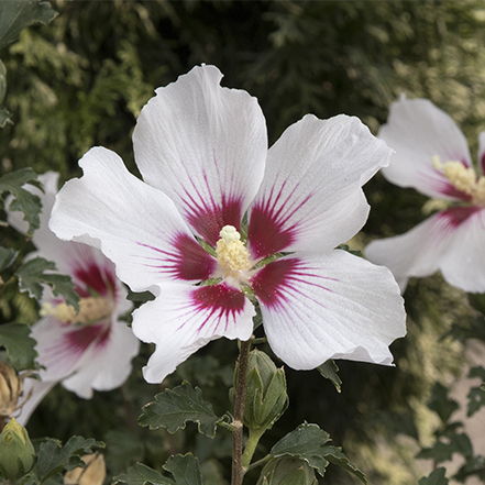 white rose of sharon flowers with red centers