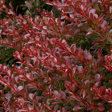 red leaves of cherry bomb barberry