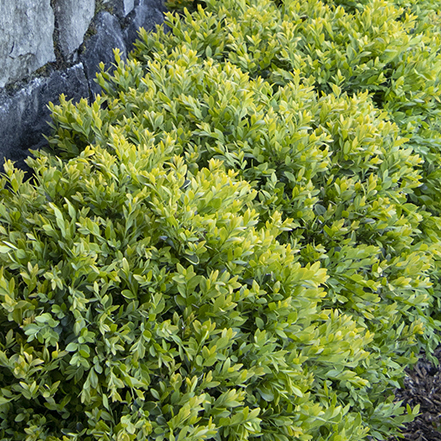 chicagoland green boxwood leaves