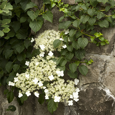 Climbing Hydrangea Image