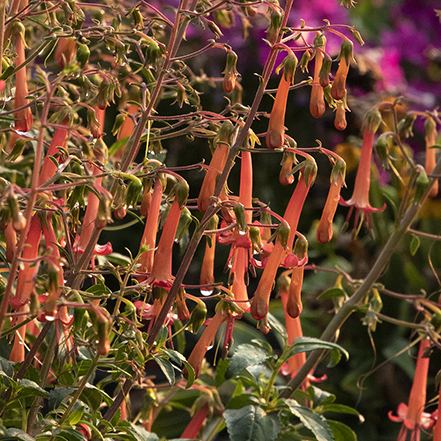 tubular orange flowers on cape fuchsia attract hummingbirds