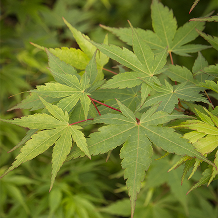 green japanese maple leaves with red stems