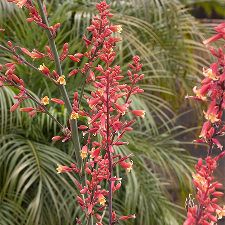 coral-orange flowers on coral glow texas yucca attract hummingbirds