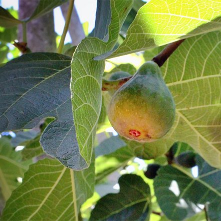 fig fruit on fig tree