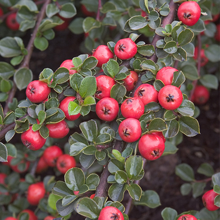 red berries and green leaves of cotoneaster