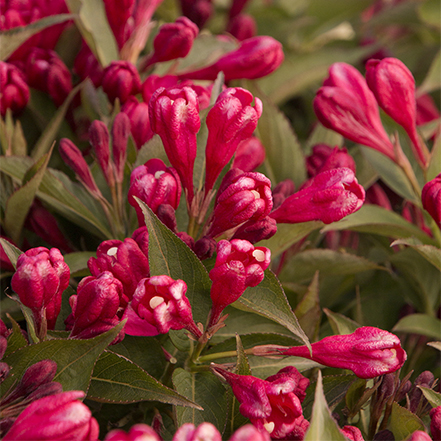 red crimson kisses weigela flowers and green foliage