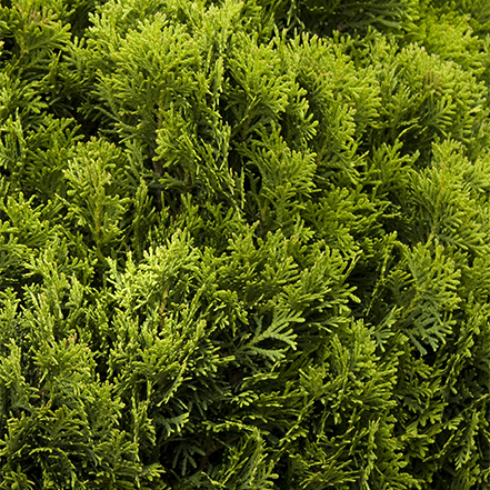 green foliage of danica arborvitae