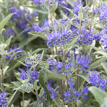blue-violet flowers on dark knight bluebeard