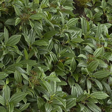glossy green leaves on david viburnum