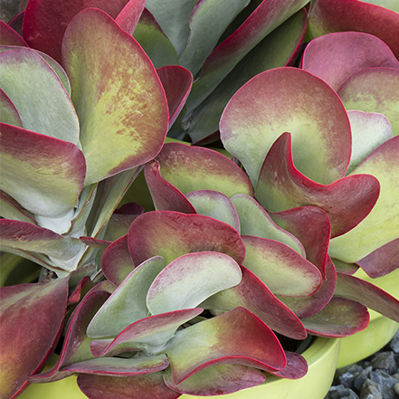 pink and green succulent foliage of desert rose paddle plant