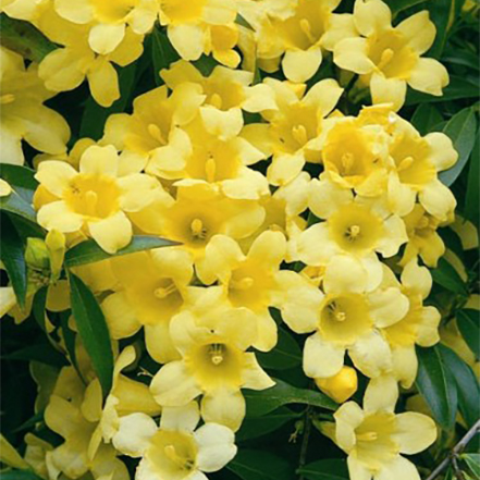 yellow jessamine flowers