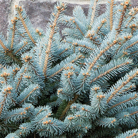 blue globe spruce