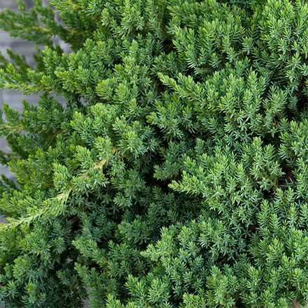green foliage of dwarf japanese garden juniper