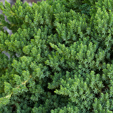 green dwarf Japanese garden juniper leaves