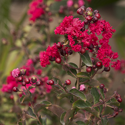 red crape myrtle flowers and leaves turning red