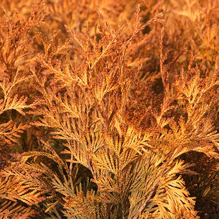 orange conifer needles of Ember Waves® Western Arborvitae
