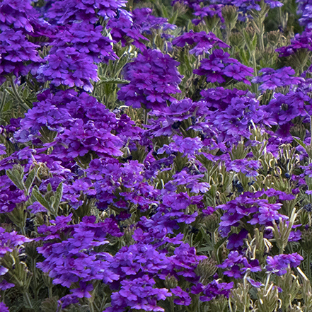 purple verbena flowers
