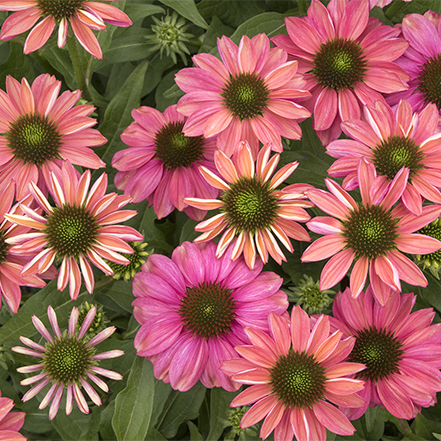 pink coneflowers with green central eye