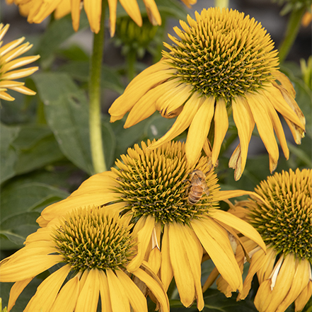 yellow evolution coneflower blooms in late summer and early fall