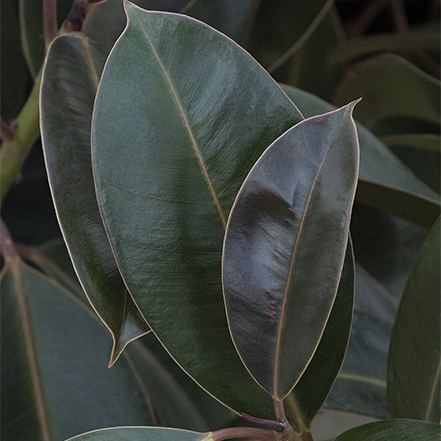 dark leaves on melany rubber plant