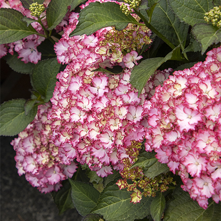 pink and white flowers on fire island hydrangea