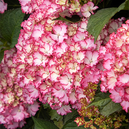 pink and white fire island hydrange flowers
