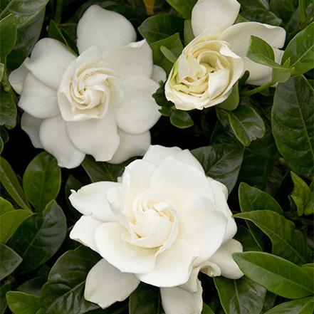 white first love gardenia flowers
