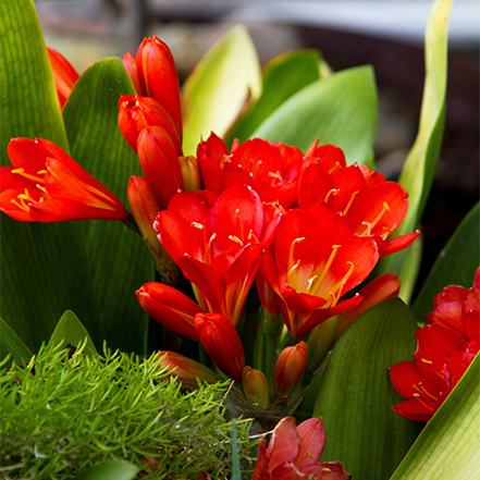 red flowers on flame clivia