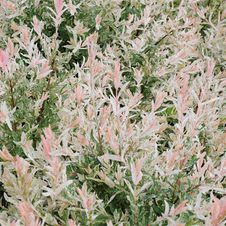 white, green and pink foliage of flamingo dappled willow, a quickly growing shrub