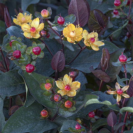 Yellow flowers, red berries, and dark foliage of Floralberry Sangria St John's Wort