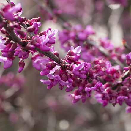close-up of rosy pink redbud flowers