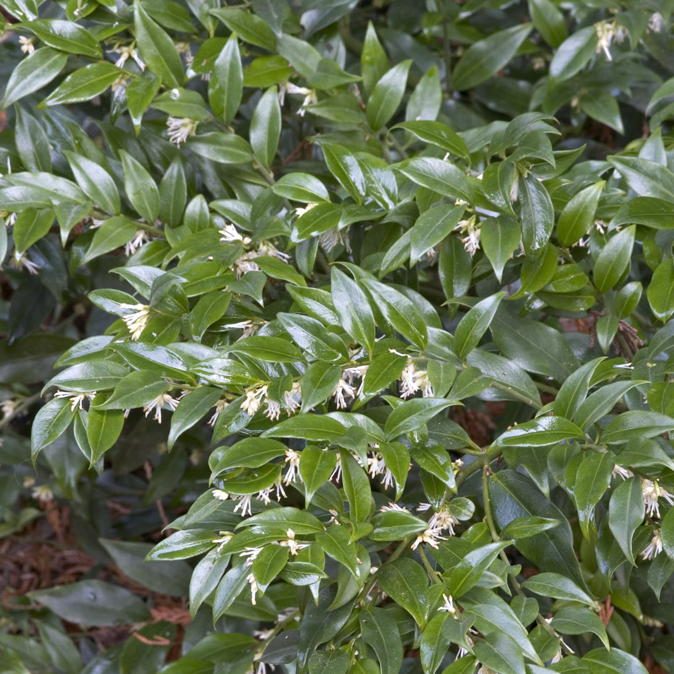 green leaves and small white flowers on fragrant sweet box